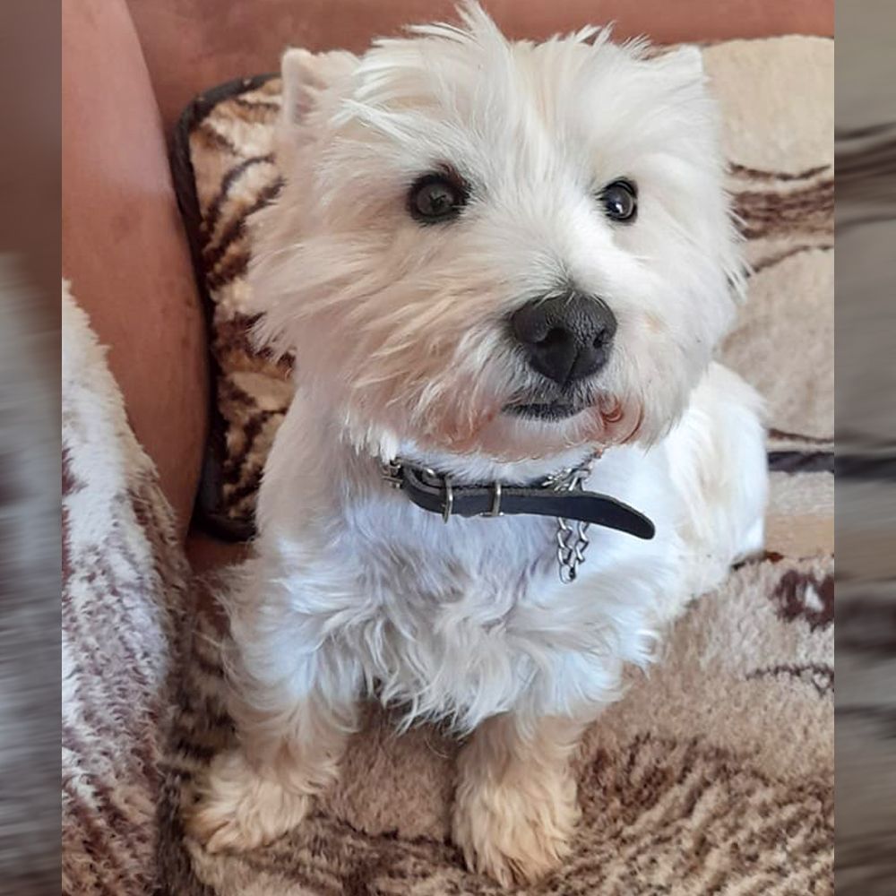 Das Bild zeigt einen Hund