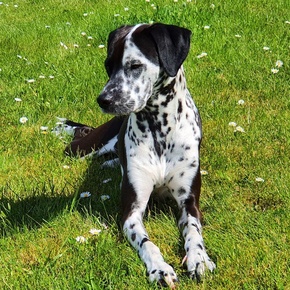 Das Bild zeigt einen Hund