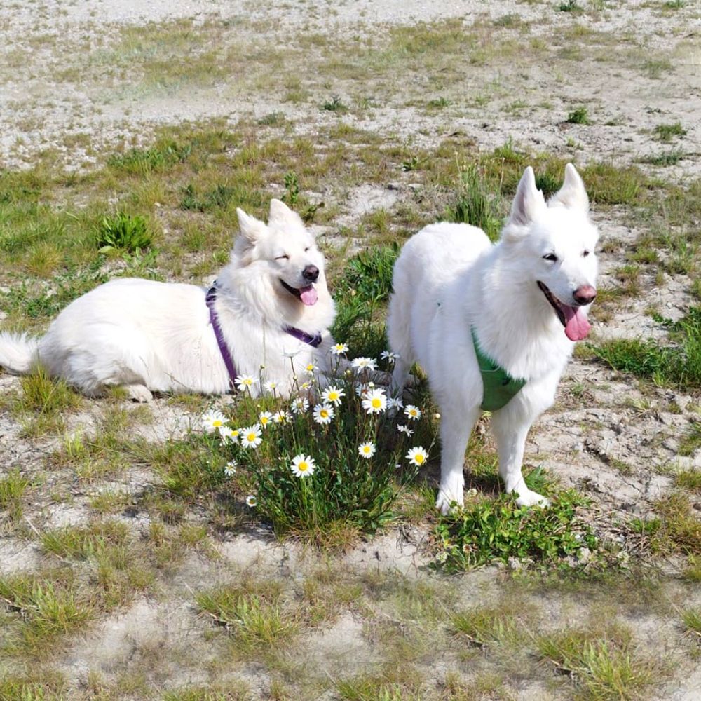 Das Bild zeigt einen Hund