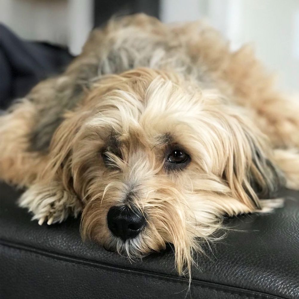 Das Bild zeigt einen Hund