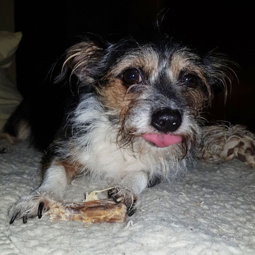 Das Bild zeigt einen Hund