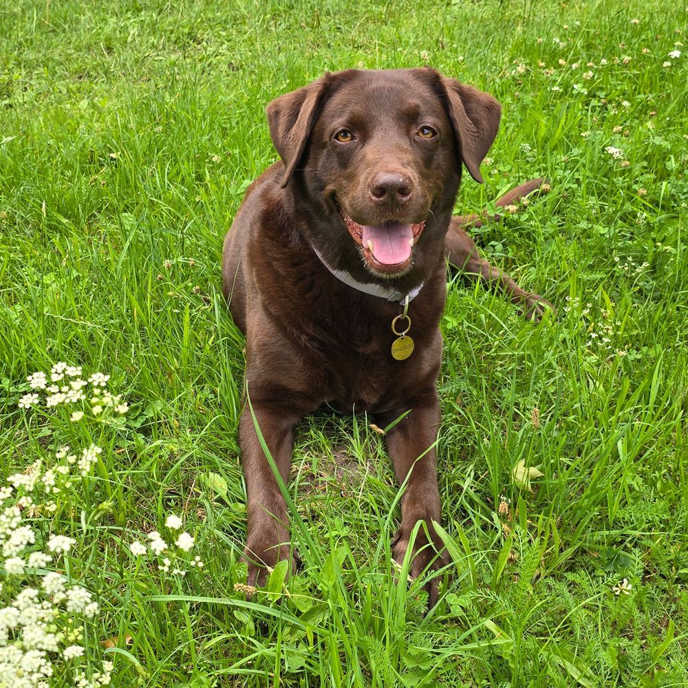 Das Bild zeigt einen Hund