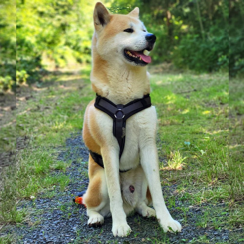 Das Bild zeigt einen Hund