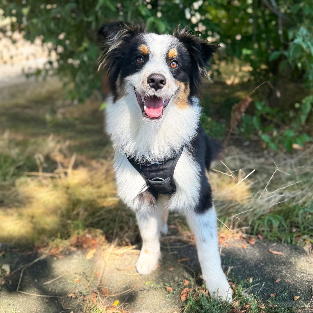 Das Bild zeigt einen Hund