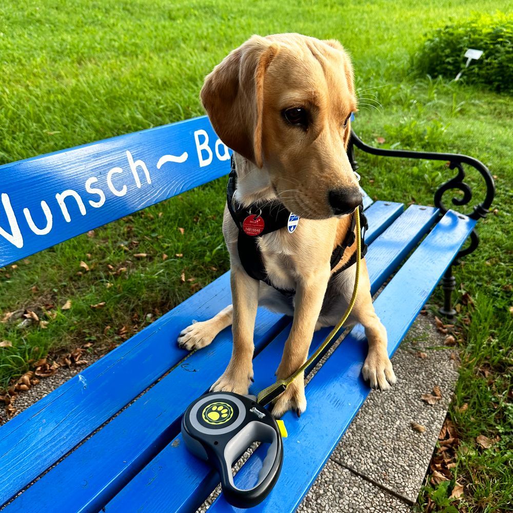 Das Bild zeigt einen Hund