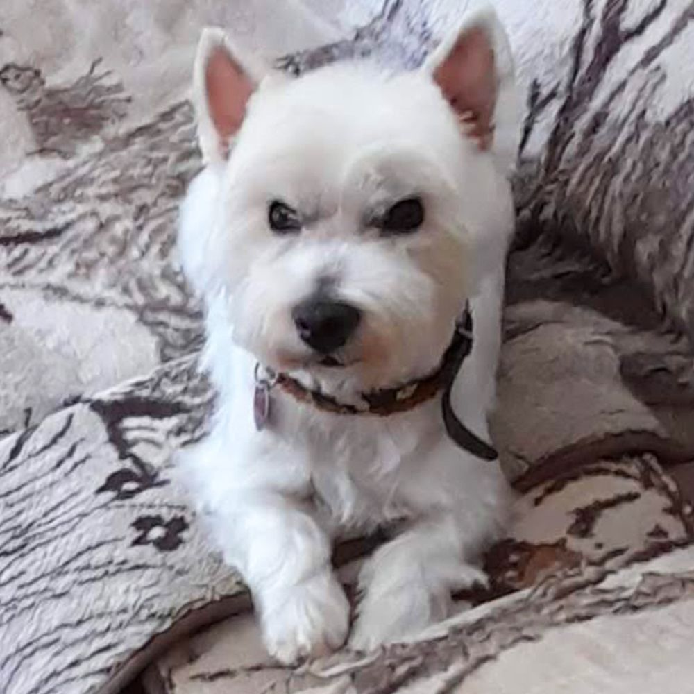 Das Bild zeigt einen Hund