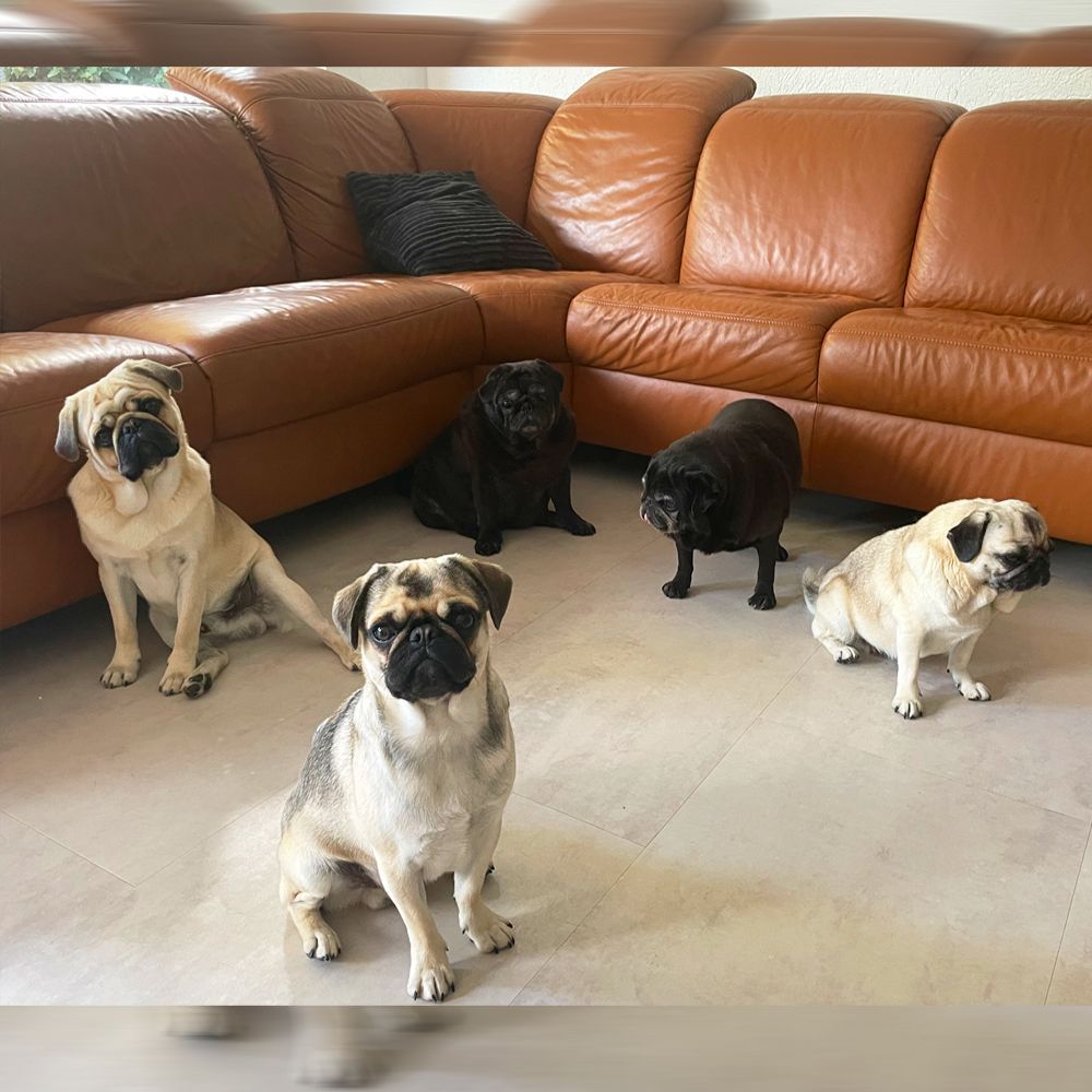 Das Bild zeigt einen Hund