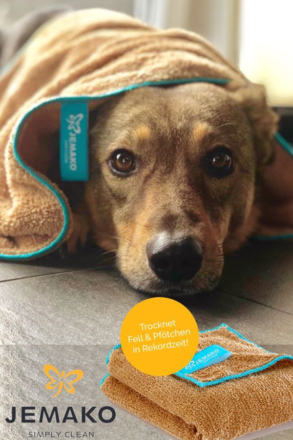 Das Bild zeigt einen Hund aus den Kundenfeedbacks