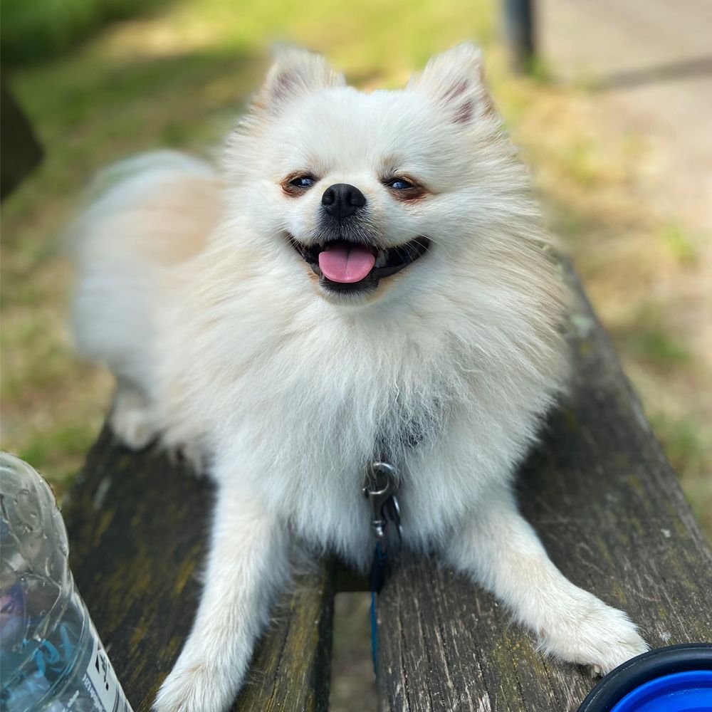 Das Bild zeigt einen Hund