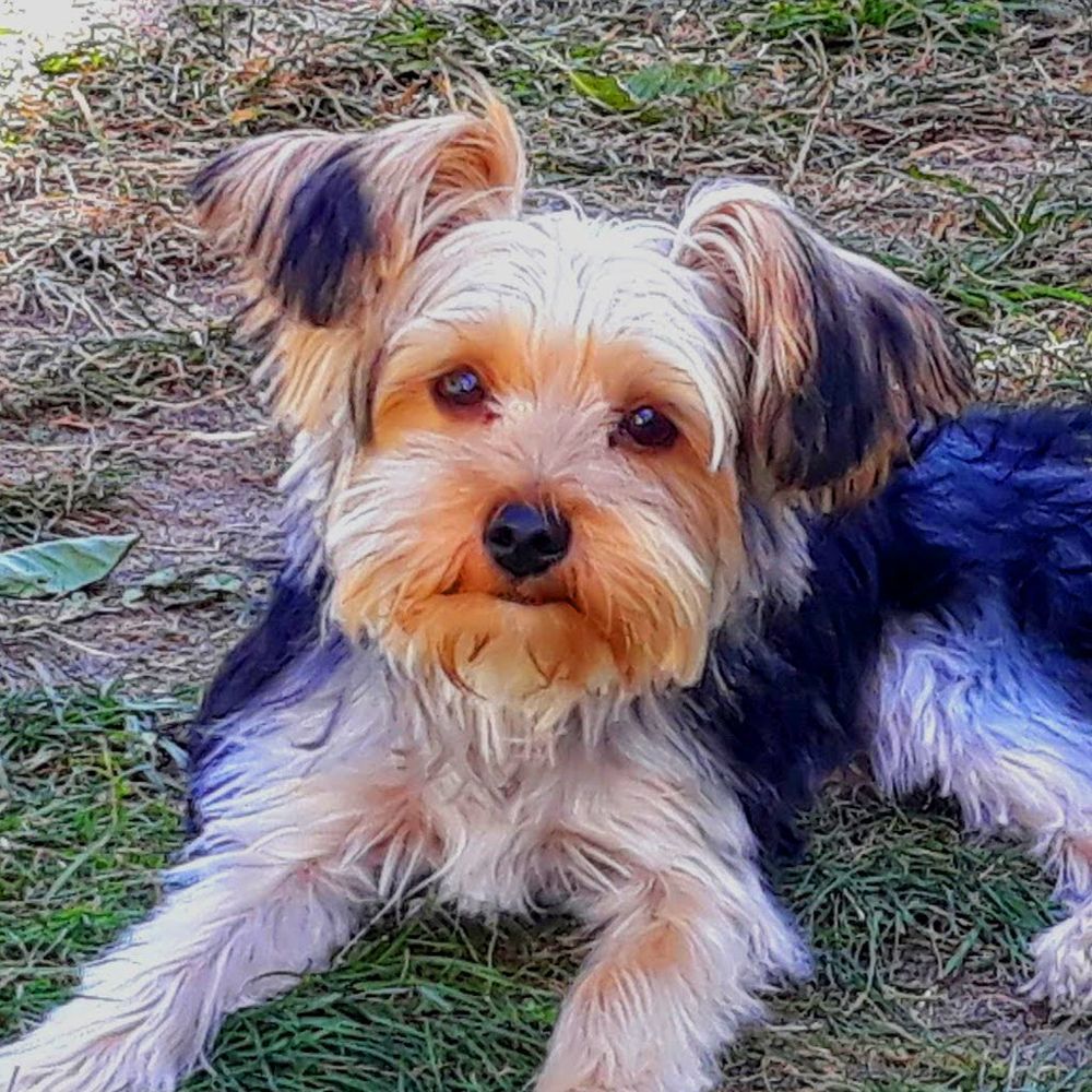 Das Bild zeigt einen Hund