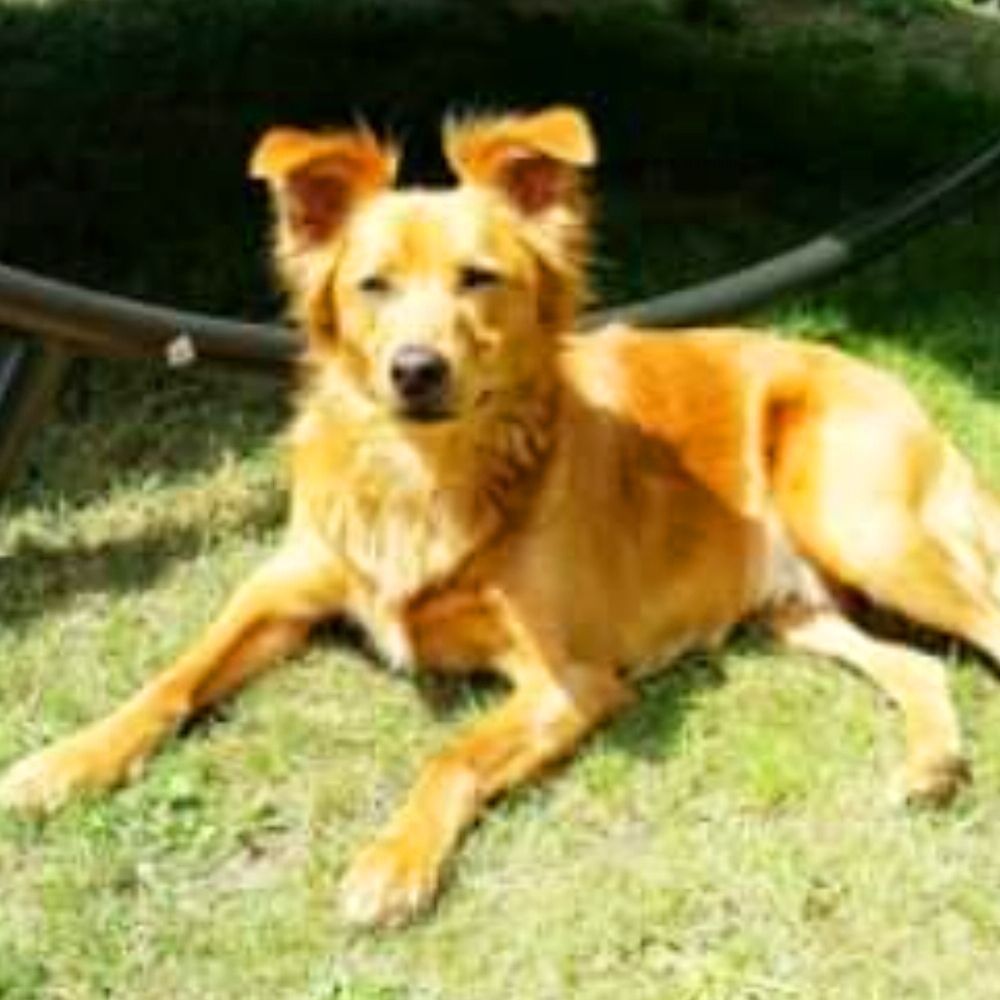 Das Bild zeigt einen Hund