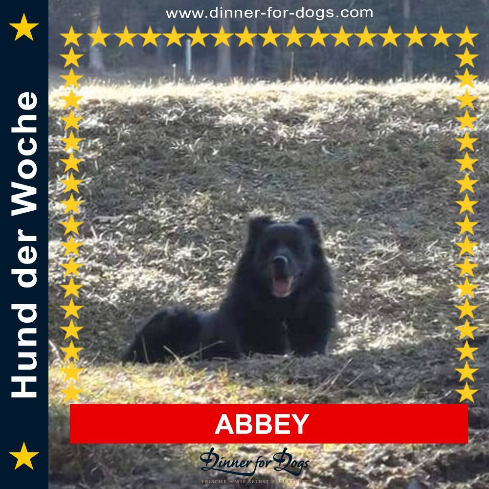 Das Bild zeigt einen Hund