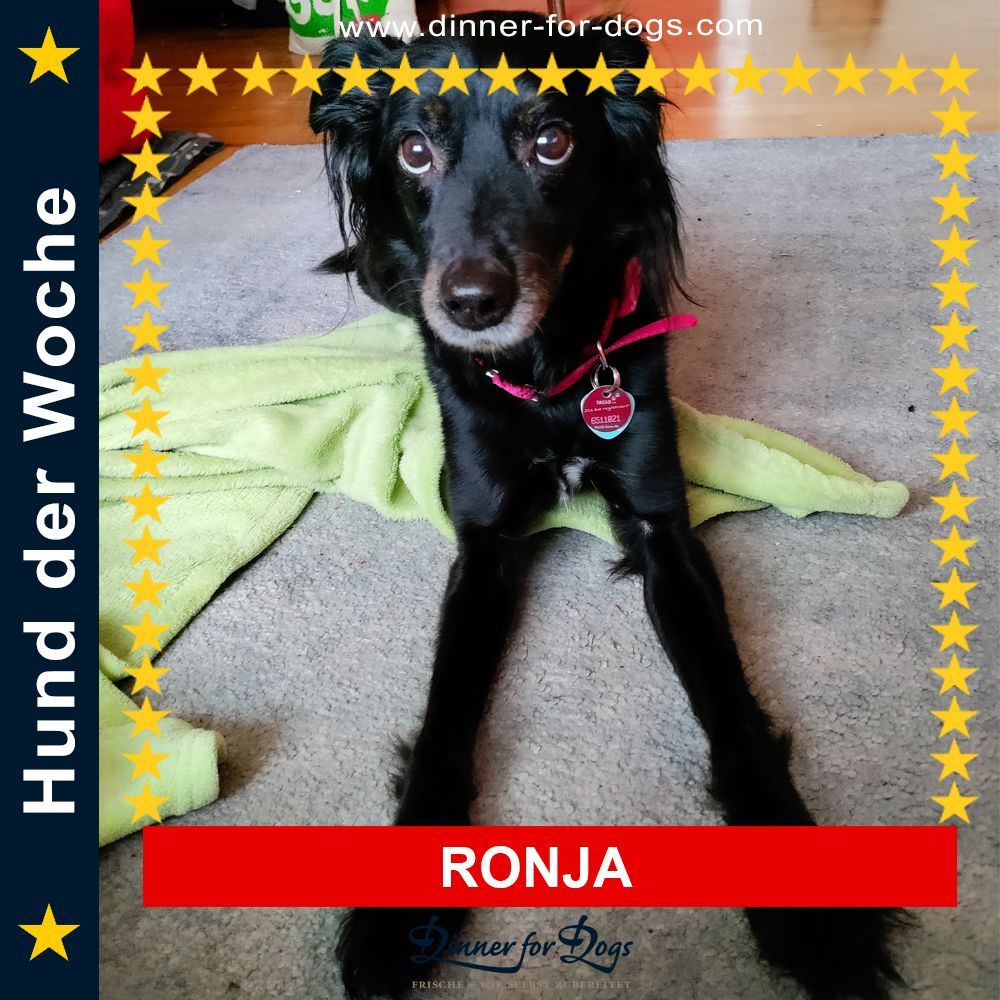 Das Bild zeigt einen Hund