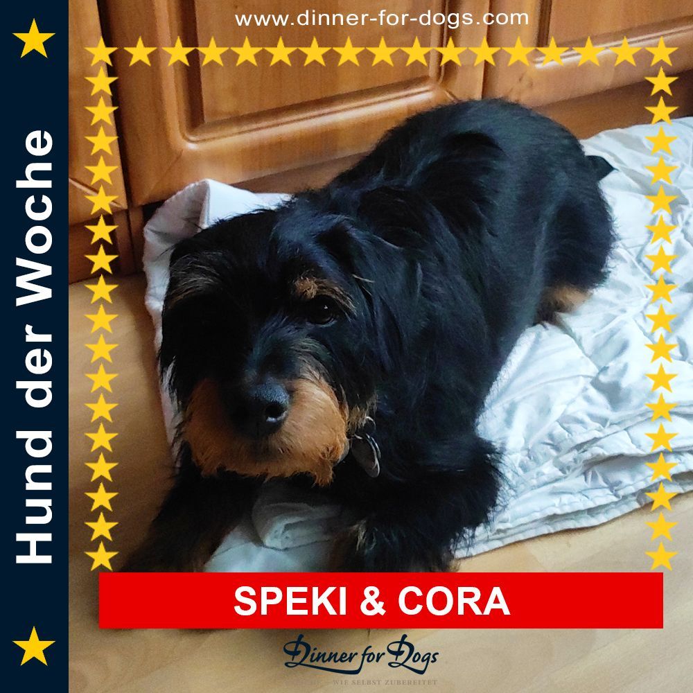 Das Bild zeigt einen Hund