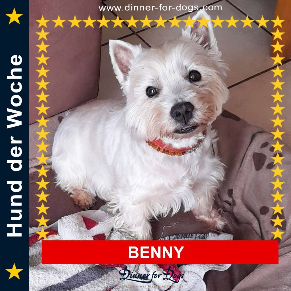 Das Bild zeigt einen Hund