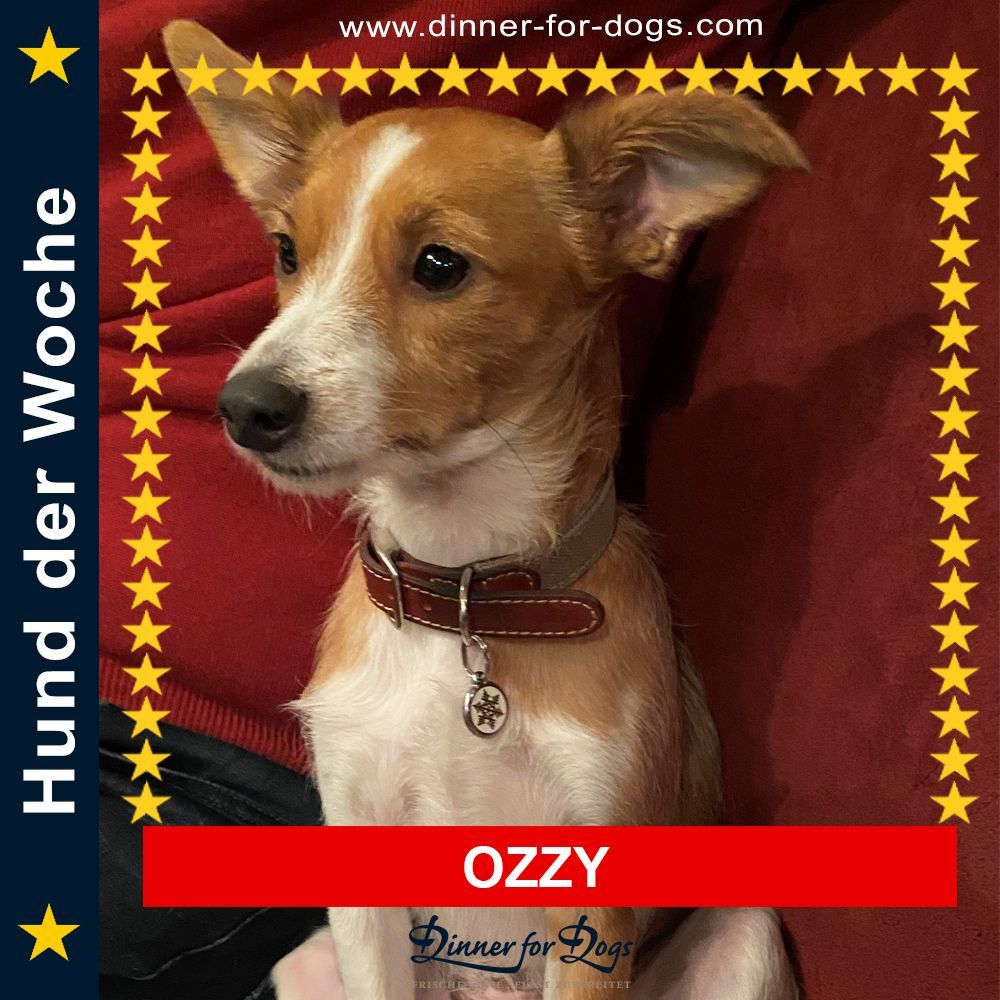 Das Bild zeigt einen Hund