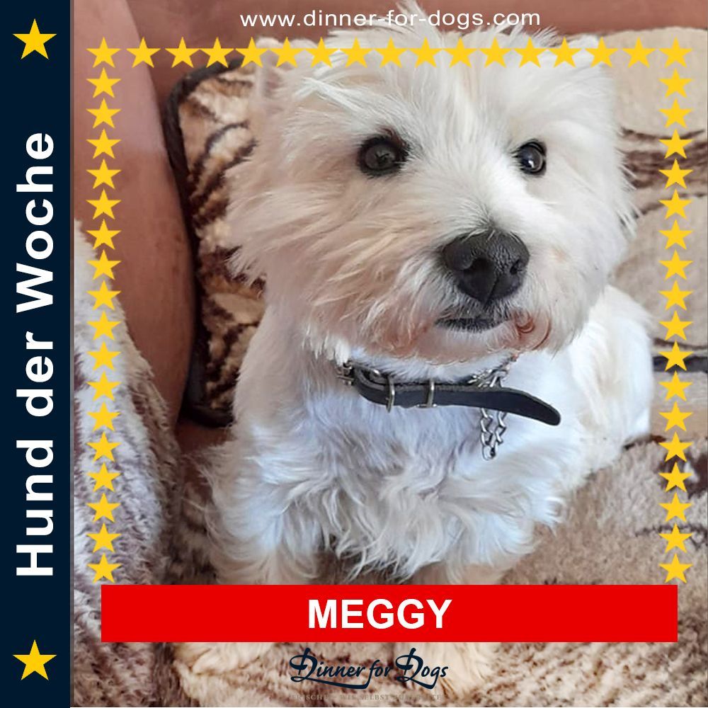 Das Bild zeigt einen Hund