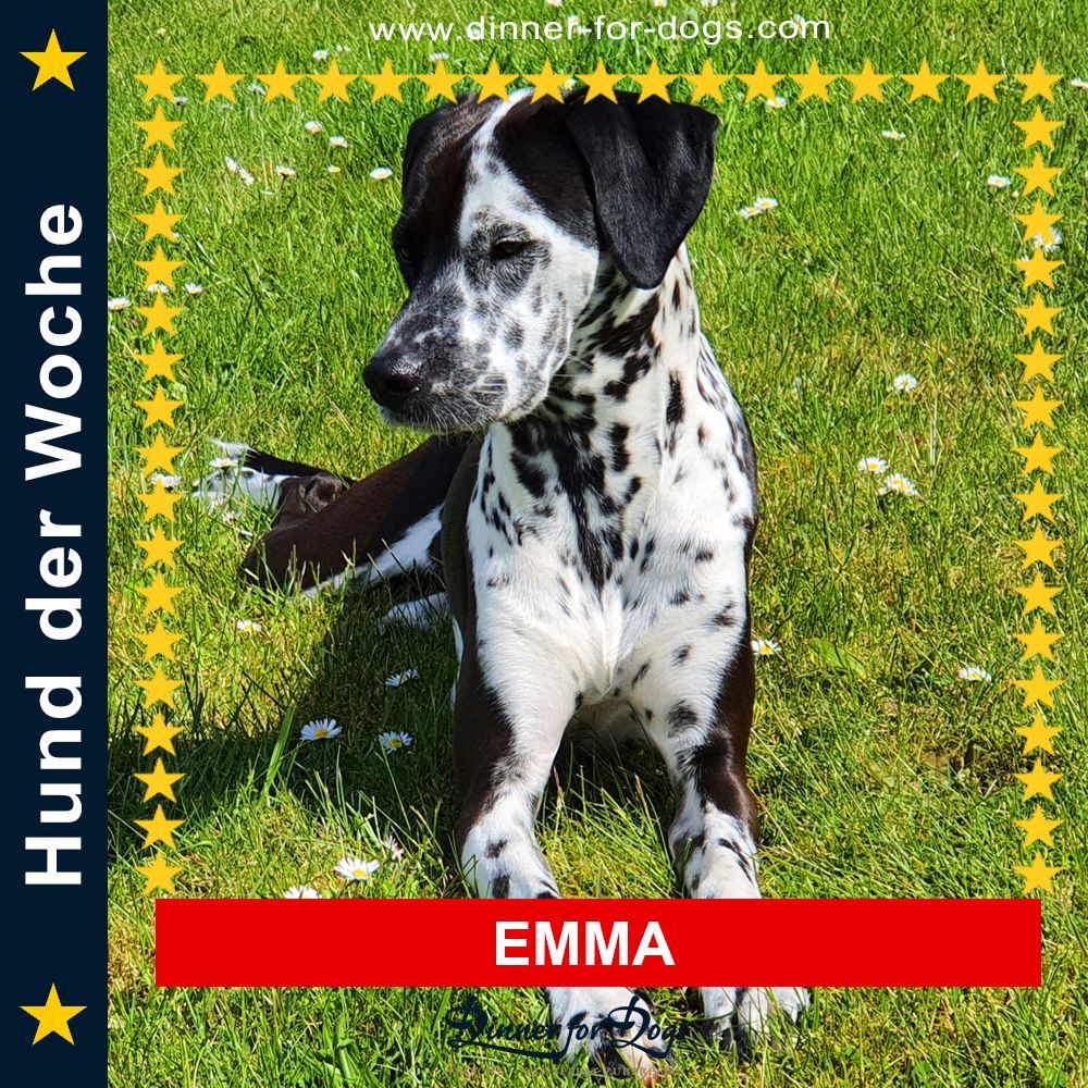 Das Bild zeigt einen Hund