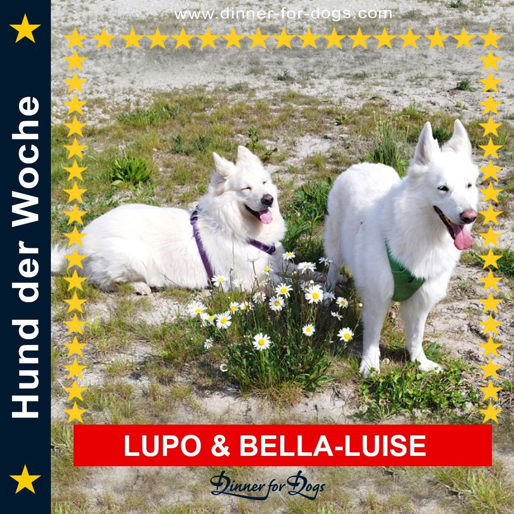 Das Bild zeigt einen Hund