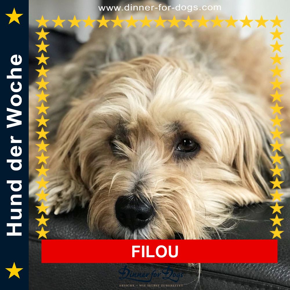 Das Bild zeigt einen Hund