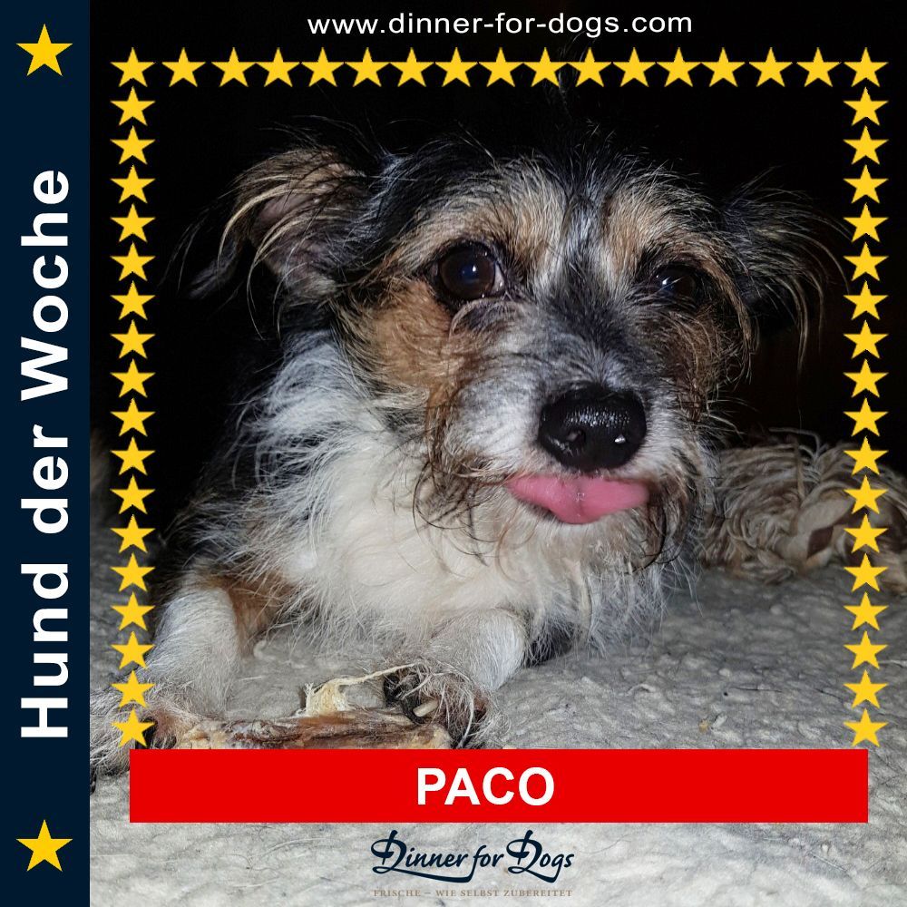 Das Bild zeigt einen Hund