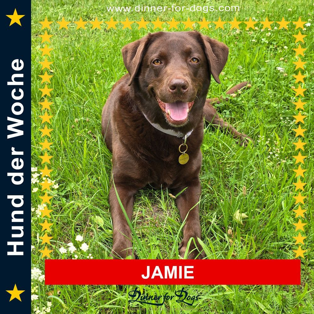 Das Bild zeigt einen Hund