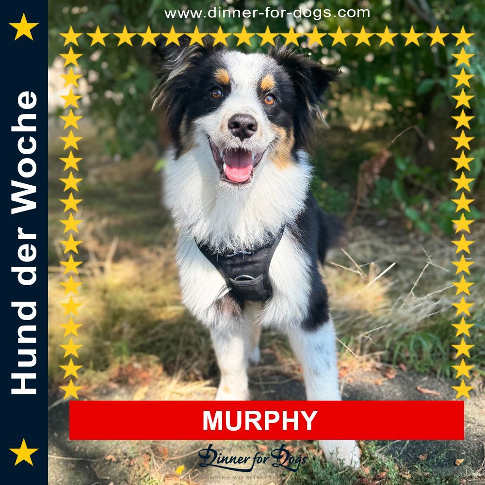 Das Bild zeigt einen Hund