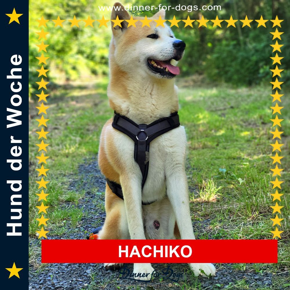 Das Bild zeigt einen Hund