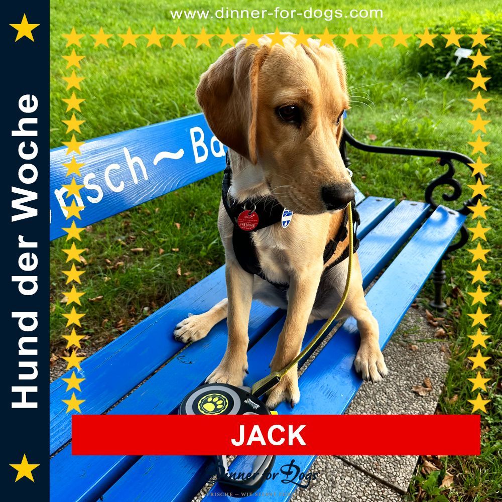 Das Bild zeigt einen Hund