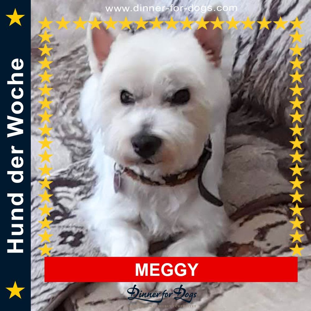 Das Bild zeigt einen Hund