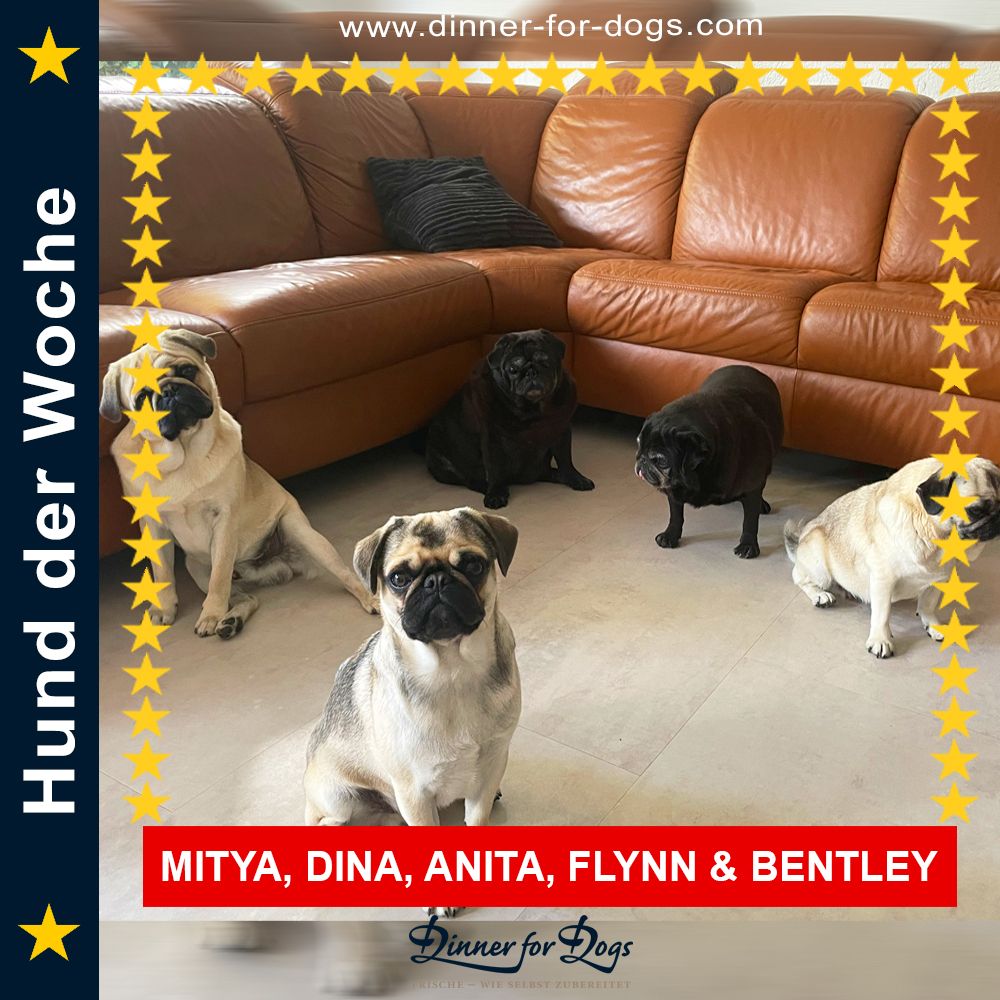 Das Bild zeigt einen Hund