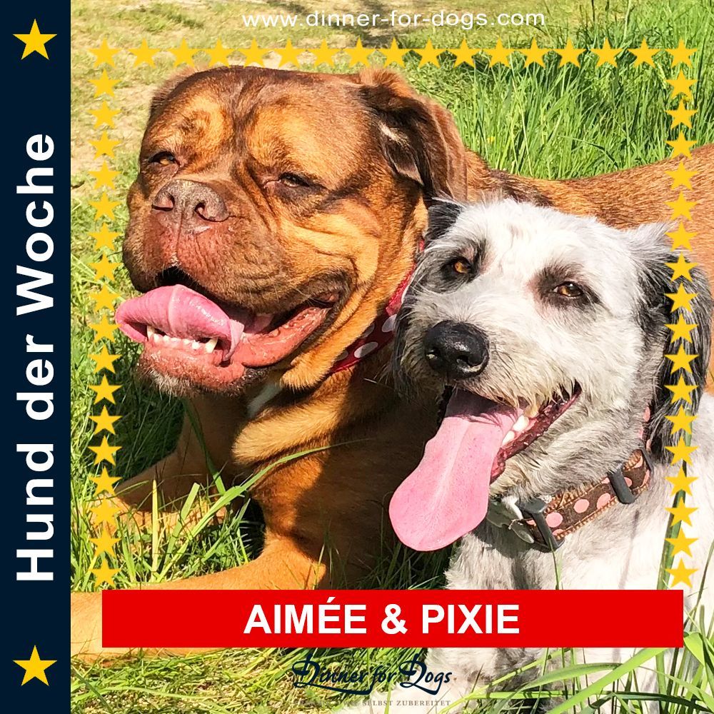 Das Bild zeigt einen Hund