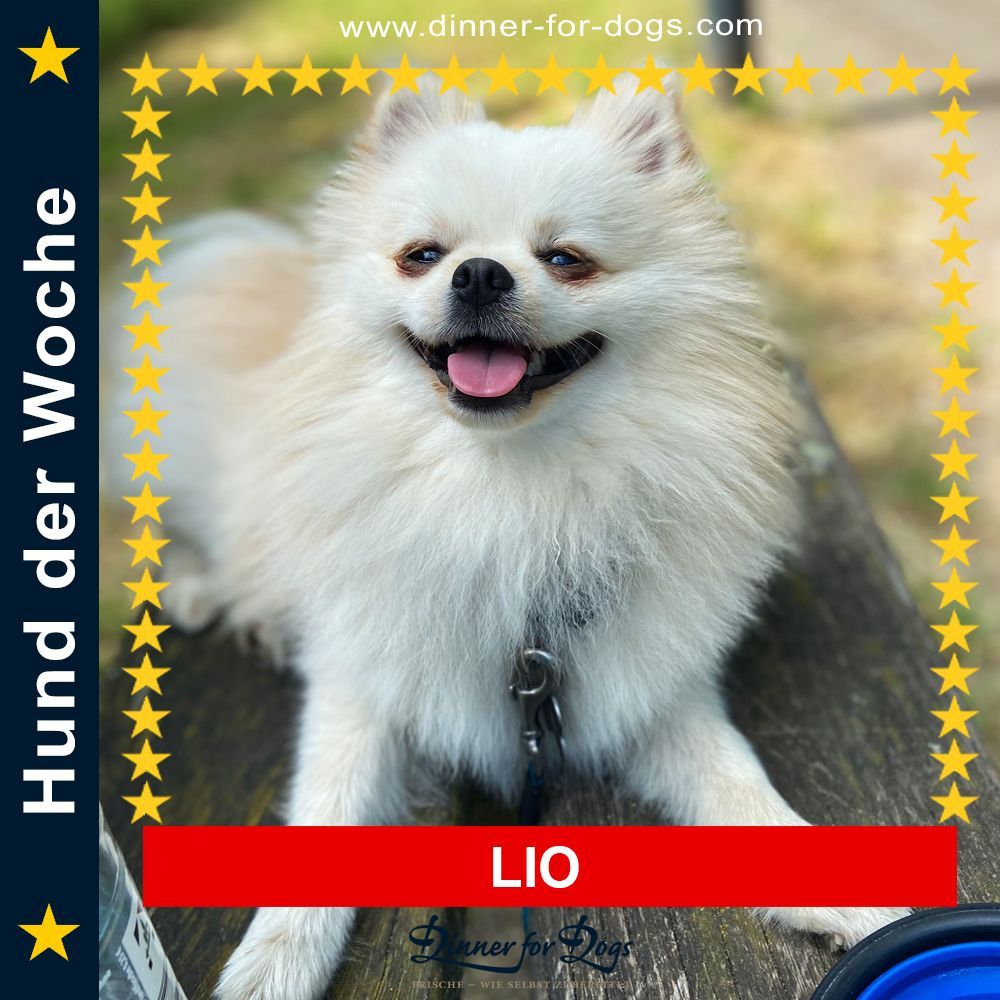 Das Bild zeigt einen Hund