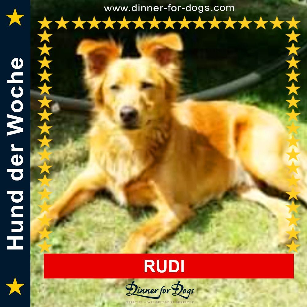 Das Bild zeigt einen Hund