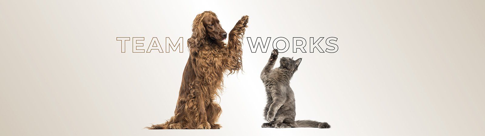 Das Bild zeigt zwei Hunde und den Text