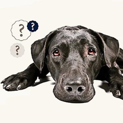 Das Bild zeigt einen Hund mit Fragezeichen über dem Kopf