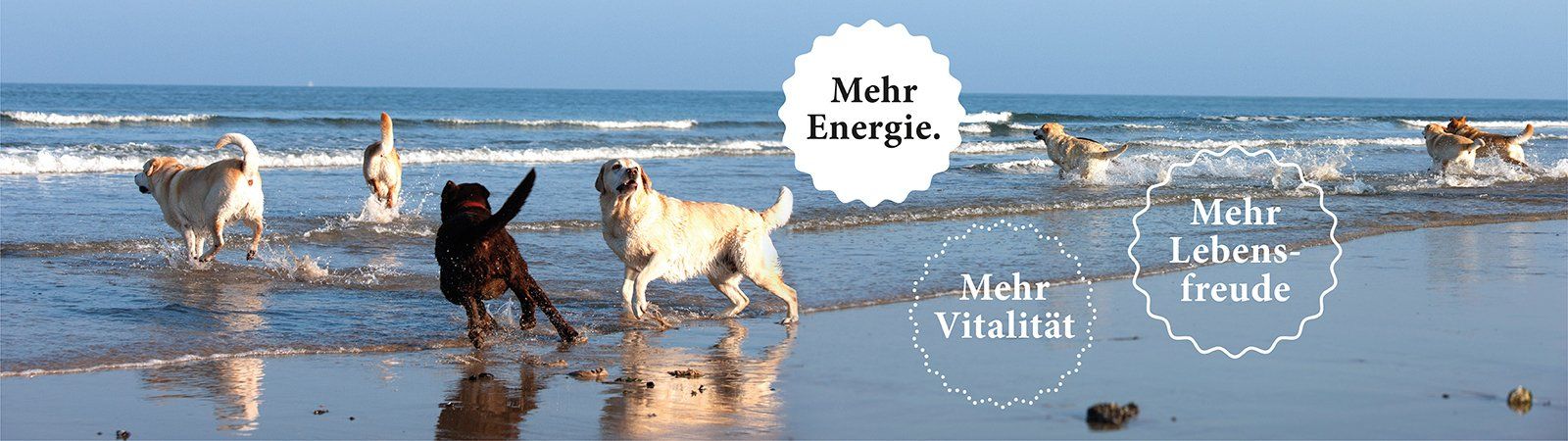 Das Bild zeigt zwei Hunde am Strand