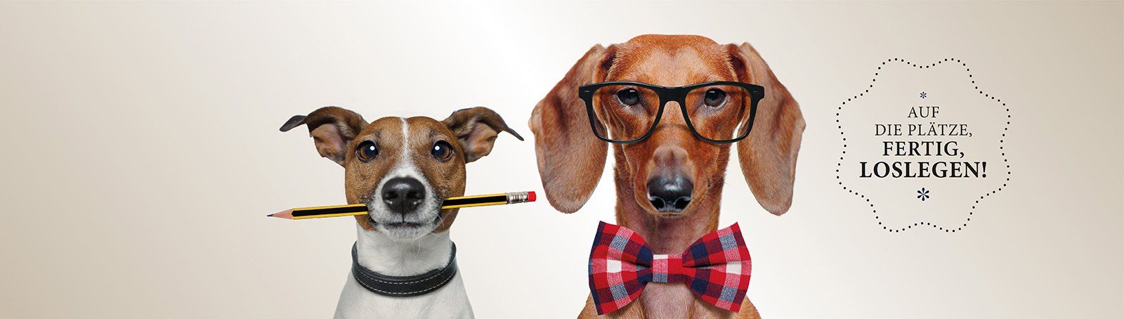 Das Bild zeigt zwei Hunde