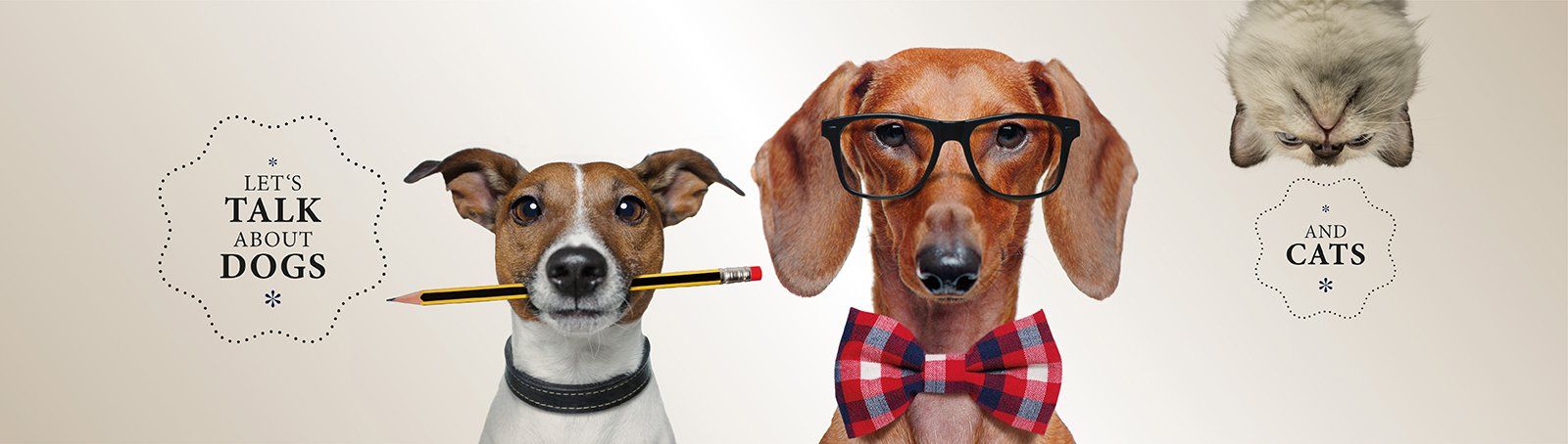 Das Bild zeigt zwei Hunde