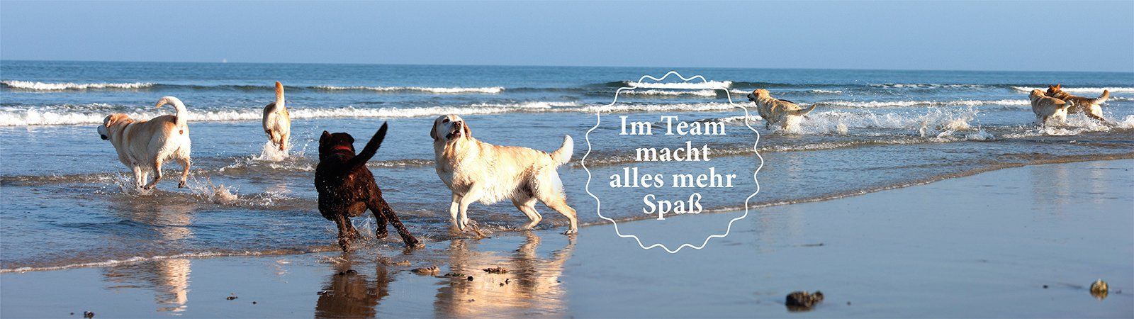 Das Bild zeigt zwei Hunde am Strand und den Text