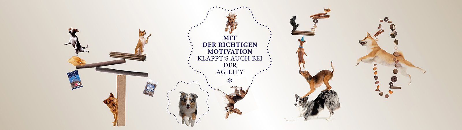 Das Bild zeigt verschiedene Hunde