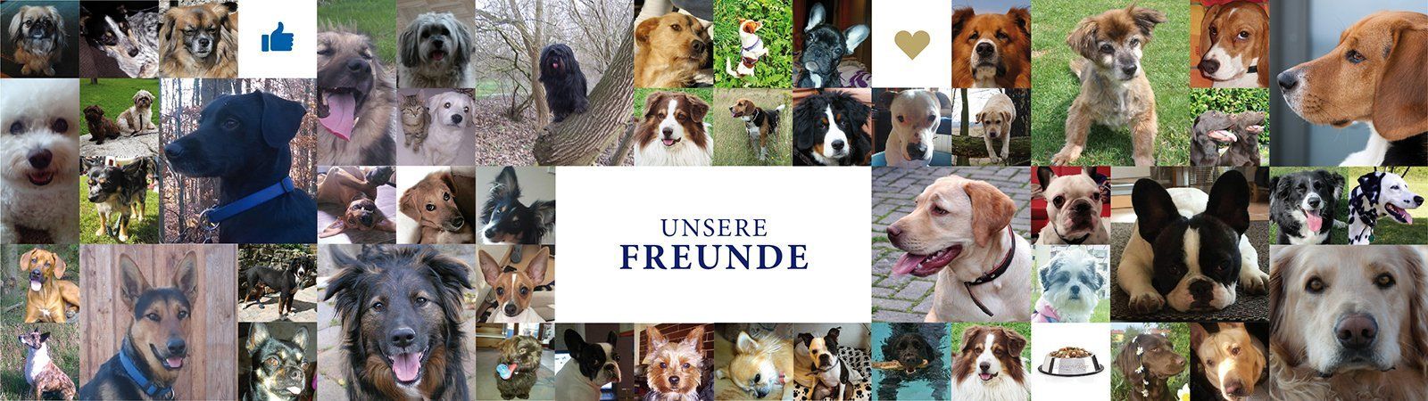 Das Bild zeigt verschiedene Hunde und den Text