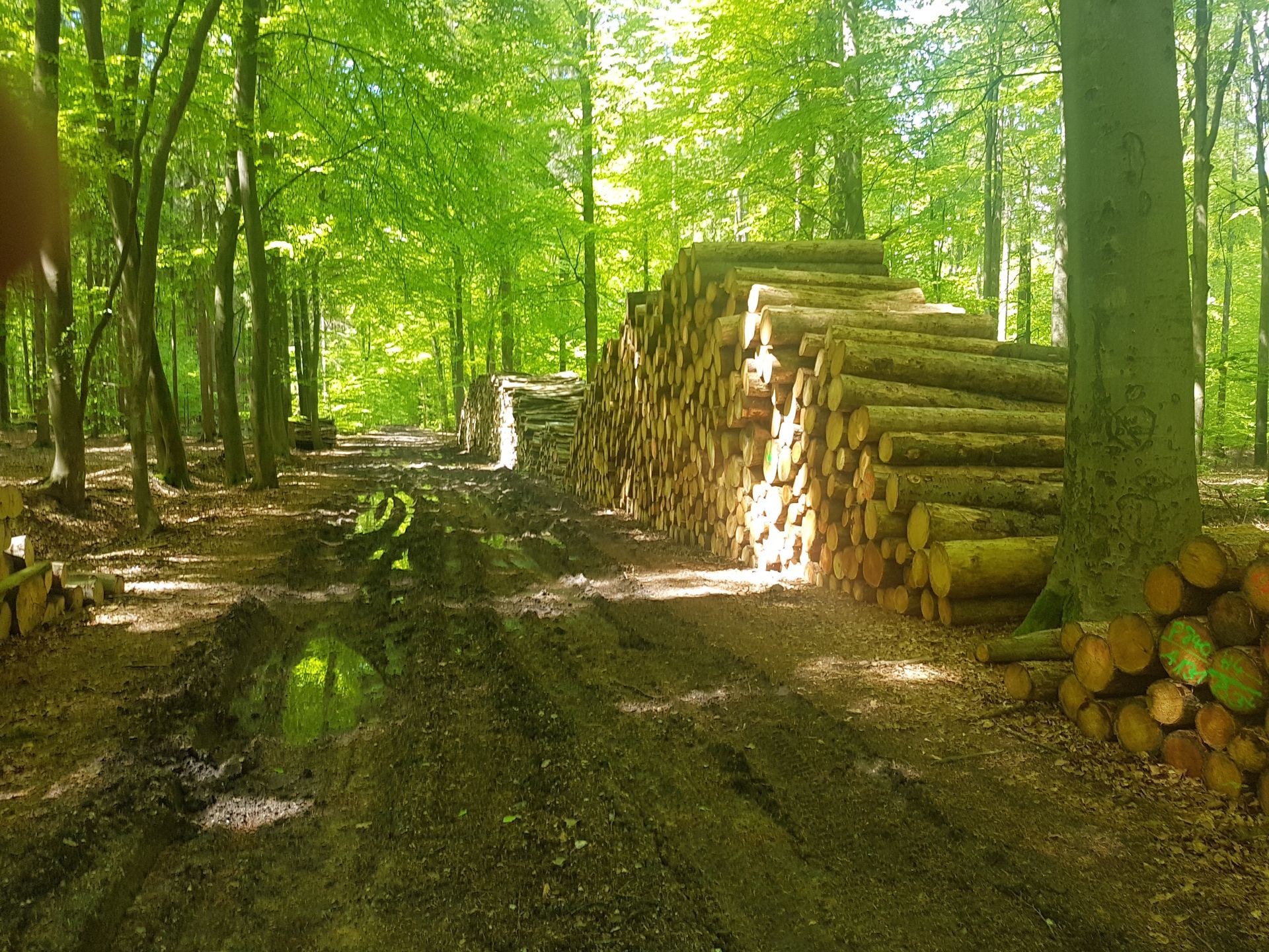 Ein Großteil unserer Hölzer stammt aus Mitteleuropa - aus den Forsten im Elsass, Bayrischer Wald, Schwarzwald
