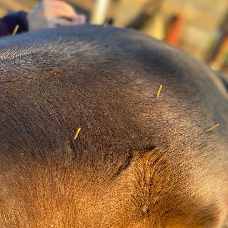 Equines Dry Needling Equines Dry Needling