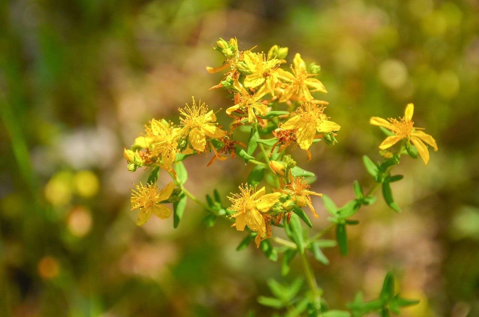 pianta di Iperico, Hypericum perforatum, erba cacciadiavoli, erba scacciadiavoli, erba delle streghe
