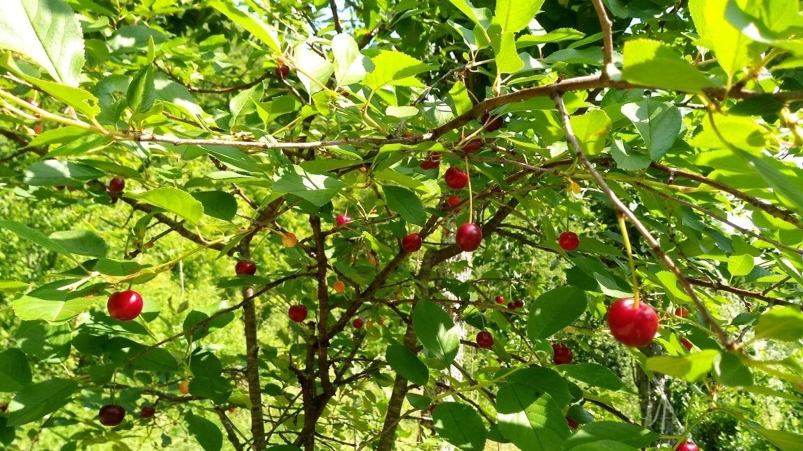 albero di visciolo con frutti maturi