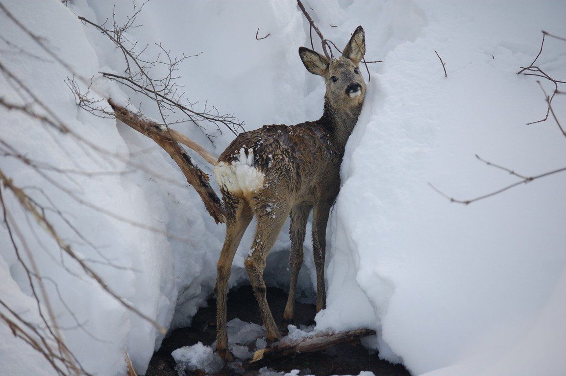 capriolo, natura, fauna bosco