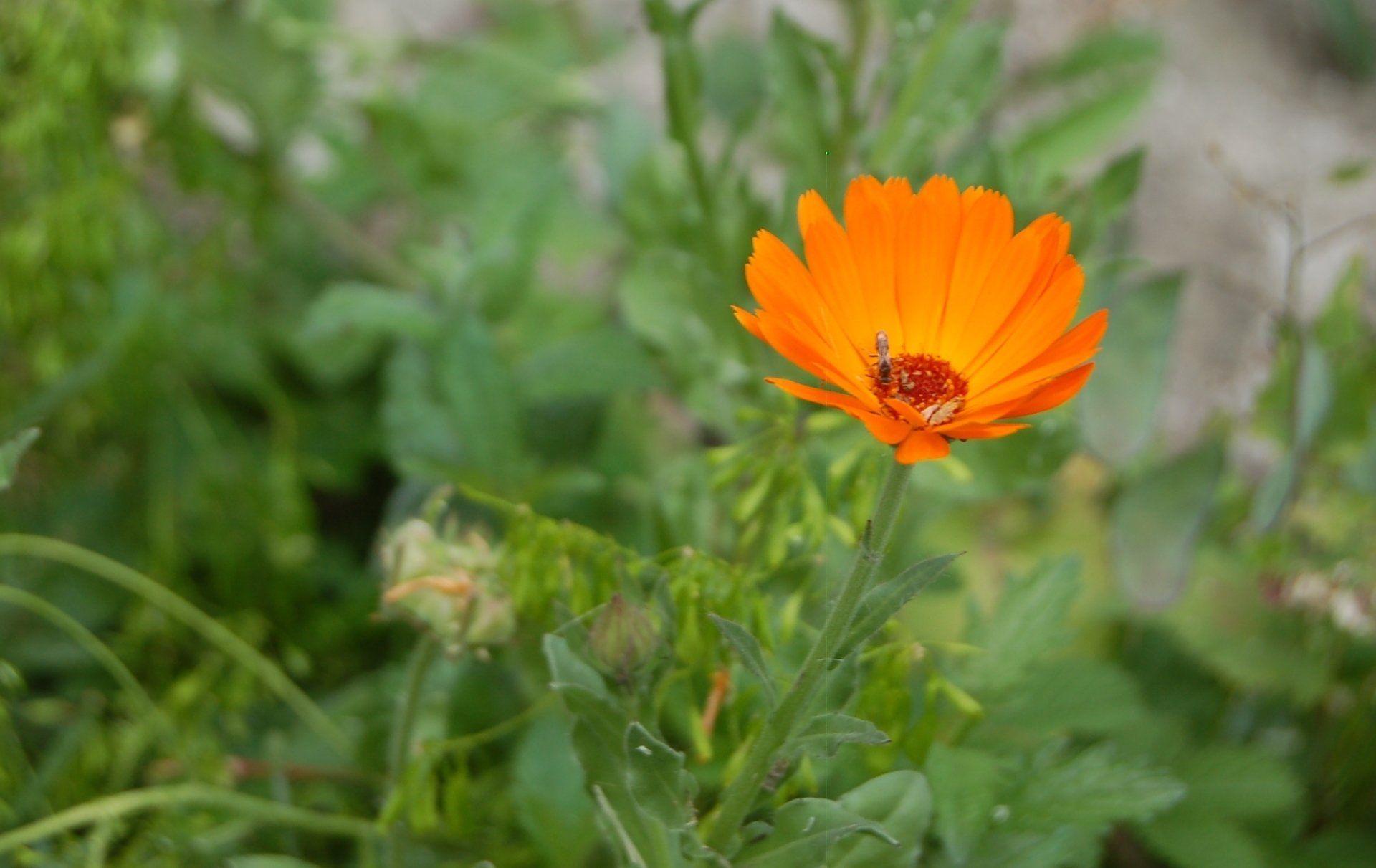 fiore di calendula officinalis
