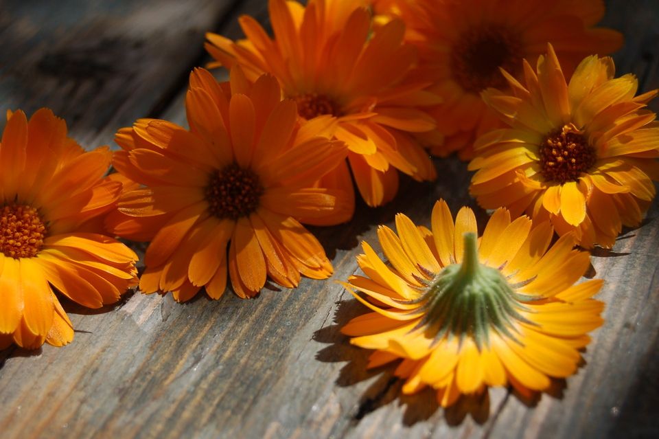 Fiori freschi di calendula, calendula officinalis