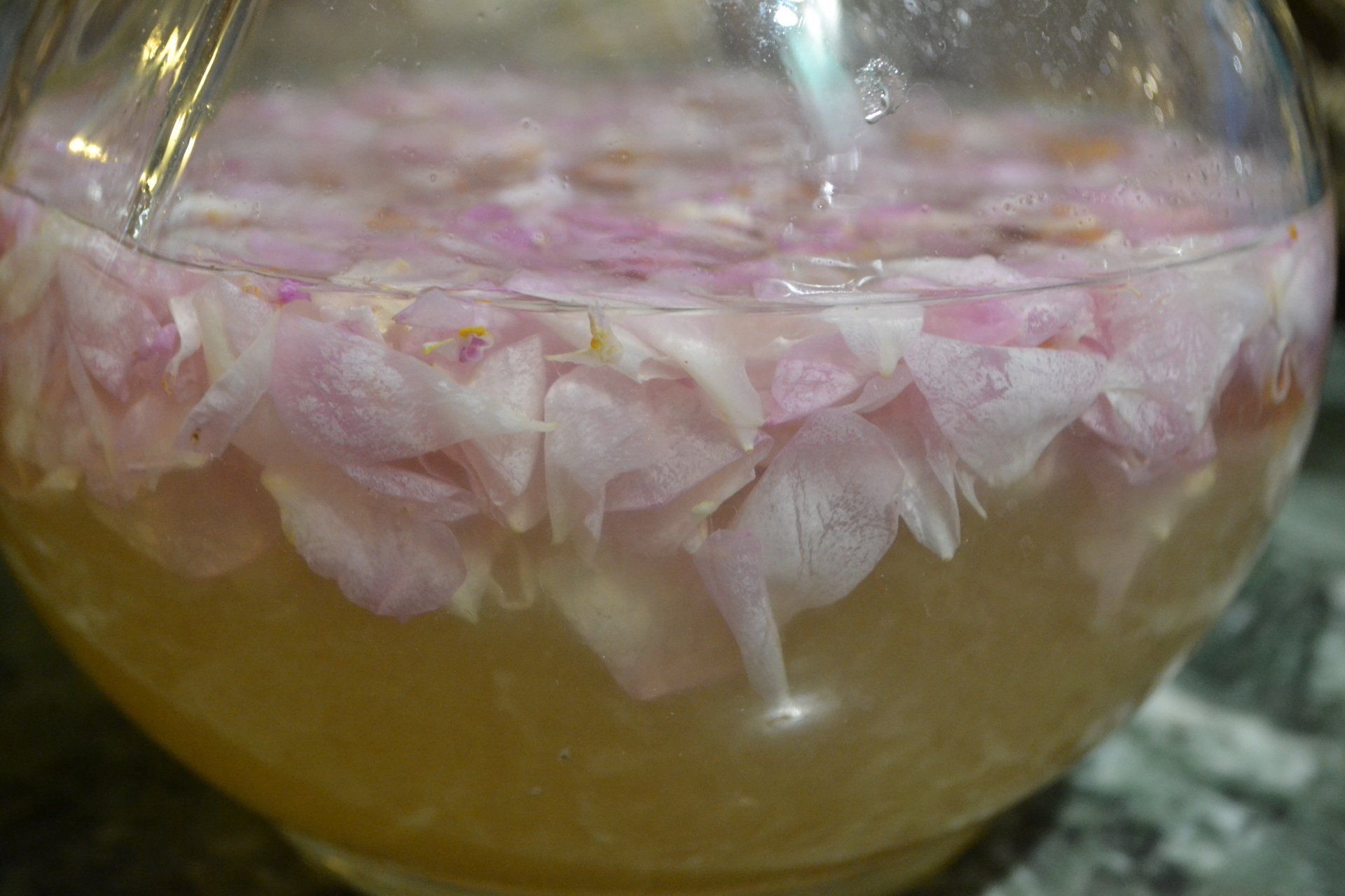 infuso di rosa damascena con miele e limone per acquarosa di leonardo da vinci